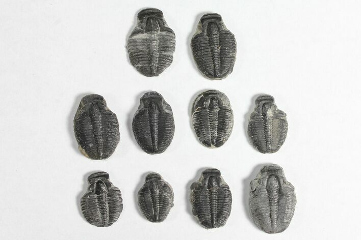 Lot: / Elrathia Trilobite Molt Fossils - Pieces #92052